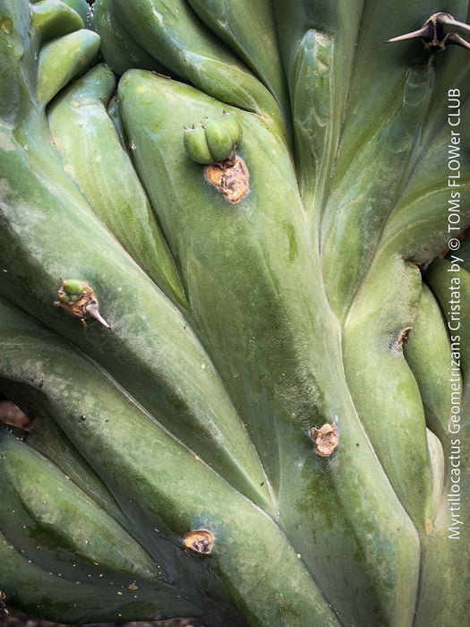 Myrtillocactus Geometrizans Cristata Blue, organically grown succulent plants for sale at TOMs FLOWer CLUB. 