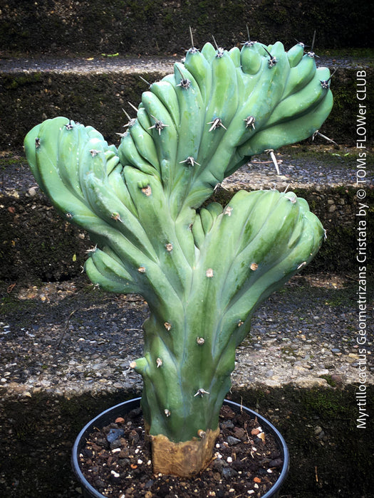 Myrtillocactus Geometrizans Cristata Blue, organically grown succulent plants for sale at TOMs FLOWer CLUB. 
