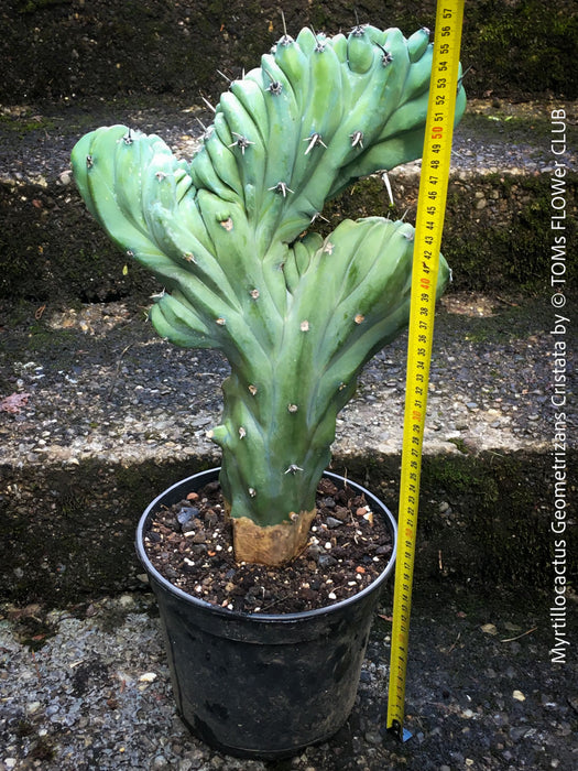 Myrtillocactus Geometrizans Cristata Blue, organically grown succulent plants for sale at TOMs FLOWer CLUB. 