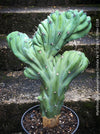 Myrtillocactus Geometrizans Cristata Blue, organically grown succulent plants for sale at TOMs FLOWer CLUB. 