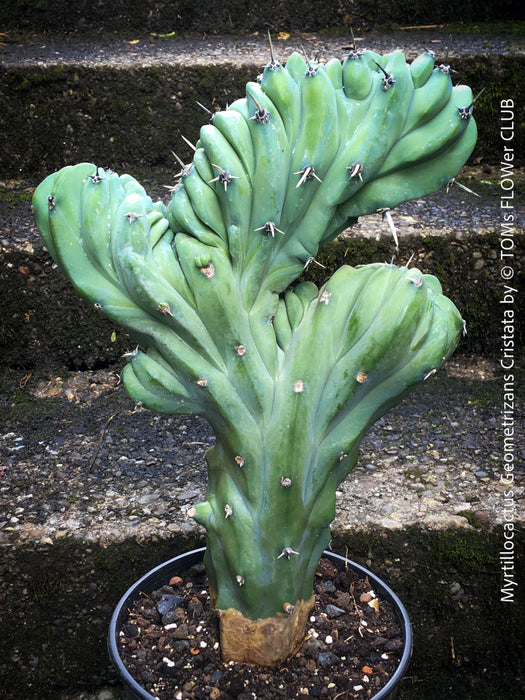 Myrtillocactus Geometrizans Cristata Blue, organically grown succulent plants for sale at TOMs FLOWer CLUB. 