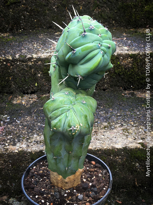 Myrtillocactus Geometrizans Cristata Blue, organically grown succulent plants for sale at TOMs FLOWer CLUB. 