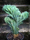 Myrtillocactus Geometrizans Cristata Blue, organically grown succulent plants for sale at TOMs FLOWer CLUB. 