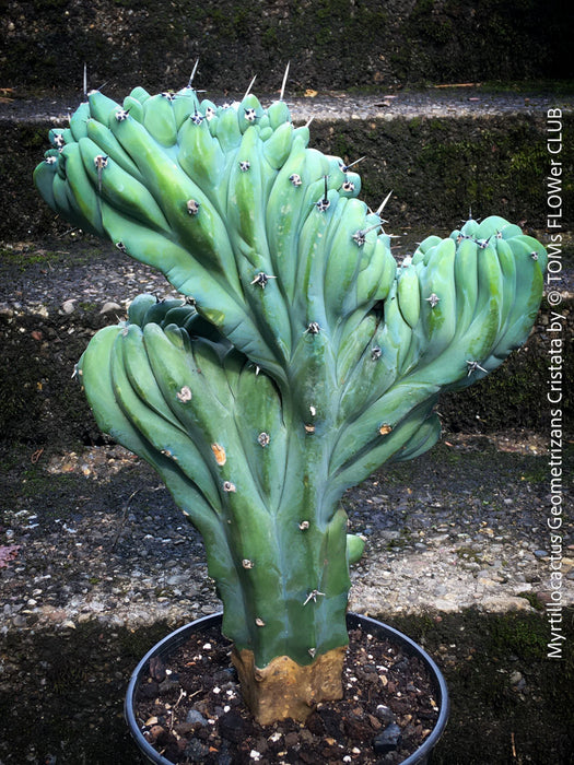 Myrtillocactus Geometrizans Cristata Blue, organically grown succulent plants for sale at TOMs FLOWer CLUB. 