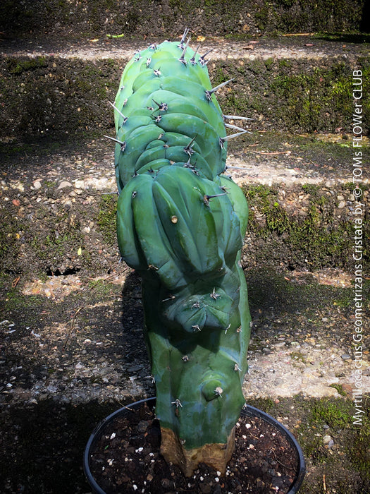 Myrtillocactus Geometrizans Cristata Blue, organically grown succulent plants for sale at TOMs FLOWer CLUB. 