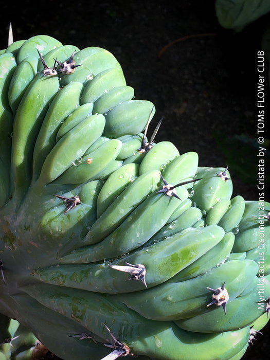 Myrtillocactus Geometrizans Cristata Blue, organically grown succulent plants for sale at TOMs FLOWer CLUB. 