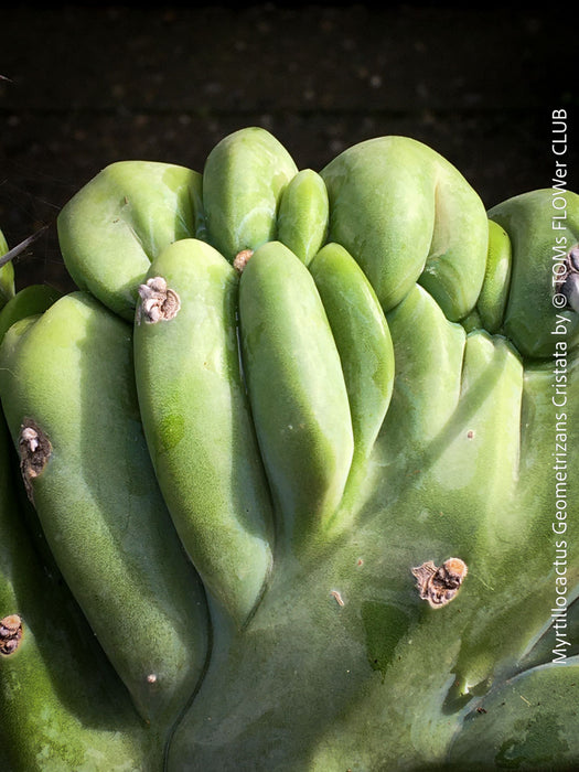Myrtillocactus Geometrizans Cristata Blue, organically grown succulent plants for sale at TOMs FLOWer CLUB. 