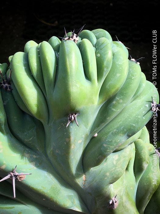 Myrtillocactus Geometrizans Cristata Blue, organically grown succulent plants for sale at TOMs FLOWer CLUB. 