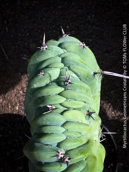 Myrtillocactus Geometrizans Cristata Blue, organically grown succulent plants for sale at TOMs FLOWer CLUB. 