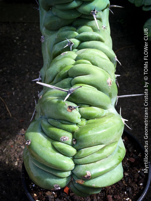 Myrtillocactus Geometrizans Cristata Blue, organically grown succulent plants for sale at TOMs FLOWer CLUB. 