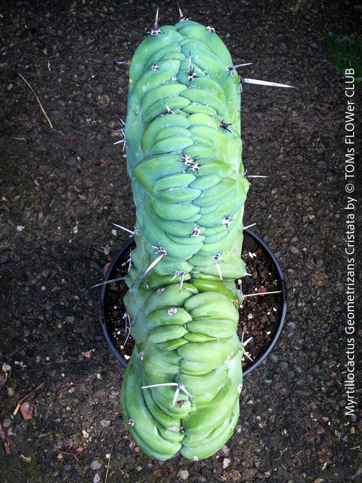 Myrtillocactus Geometrizans Cristata Blue, organically grown succulent plants for sale at TOMs FLOWer CLUB. 