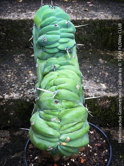 Myrtillocactus Geometrizans Cristata Blue, organically grown succulent plants for sale at TOMs FLOWer CLUB. 