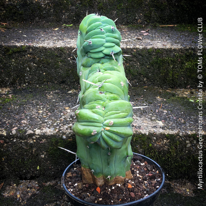 Myrtillocactus Geometrizans Cristata Blue, organically grown succulent plants for sale at TOMs FLOWer CLUB. 