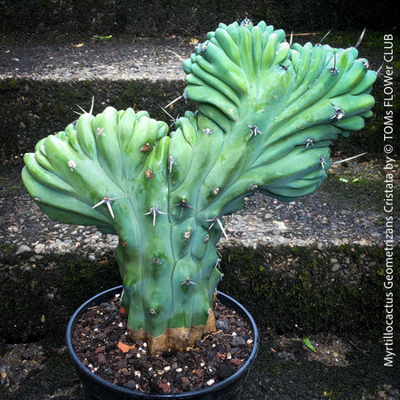 Myrtillocactus Geometrizans Cristata Blue, organically grown succulent plants for sale at TOMs FLOWer CLUB. 