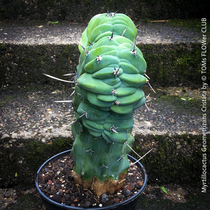 Myrtillocactus Geometrizans Cristata Blue, organically grown succulent plants for sale at TOMs FLOWer CLUB. 