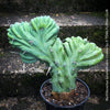 Myrtillocactus Geometrizans Cristata Blue, organically grown succulent plants for sale at TOMs FLOWer CLUB. 