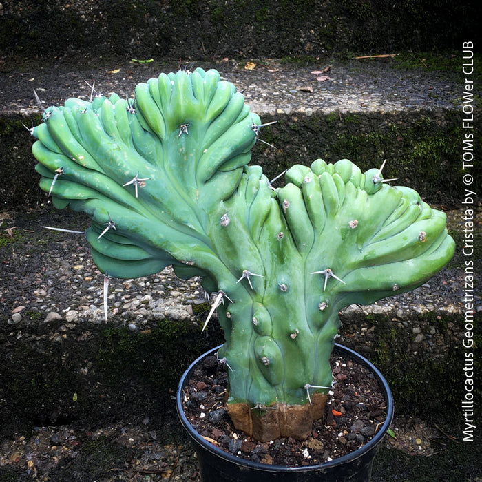 Myrtillocactus Geometrizans Cristata Blue, organically grown succulent plants for sale at TOMs FLOWer CLUB. 