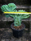 Myrtillocactus Geometrizans Cristata Blue, organically grown succulent plants for sale at TOMs FLOWer CLUB. 