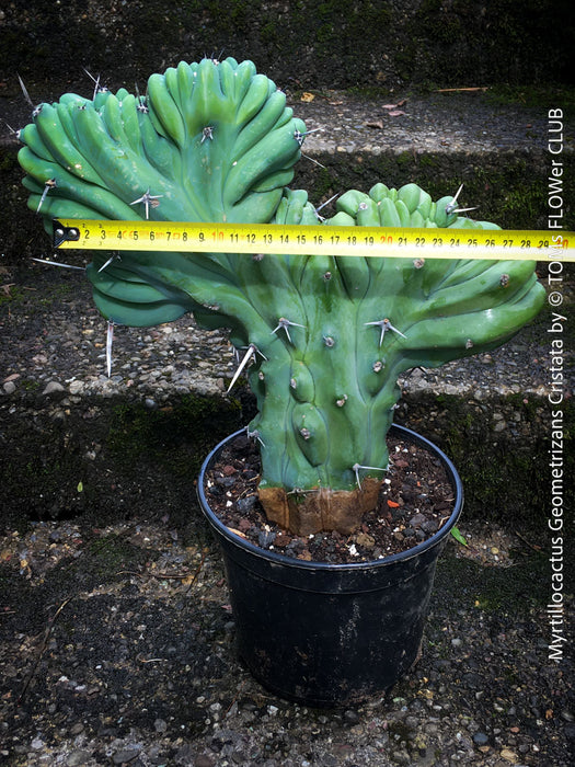 Myrtillocactus Geometrizans Cristata Blue, organically grown succulent plants for sale at TOMs FLOWer CLUB. 