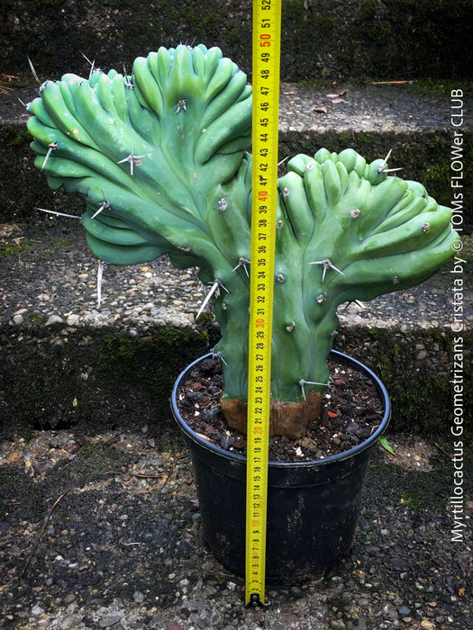 Myrtillocactus Geometrizans Cristata Blue, organically grown succulent plants for sale at TOMs FLOWer CLUB. 