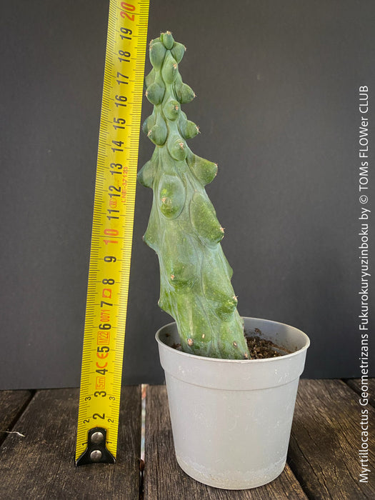 Myrtillocactus Geometrizans Fukurokuryuzinboku, organically grown succulent plants and cactus for sale at TOMs FLOWer CLUB.