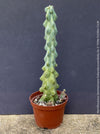 Myrtillocactus Geometrizans Fukurokuryuzinboku, organically grown succulent plants and cactus for sale at TOMs FLOWer CLUB.