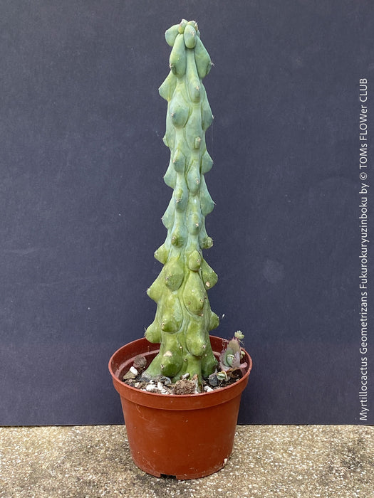 Myrtillocactus Geometrizans Fukurokuryuzinboku, organically grown succulent plants and cactus for sale at TOMs FLOWer CLUB.