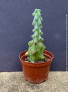 Myrtillocactus Geometrizans Fukurokuryuzinboku, organically grown succulent plants and cactus for sale at TOMs FLOWer CLUB.