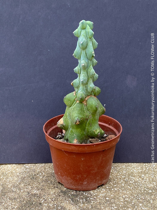 Myrtillocactus Geometrizans Fukurokuryuzinboku, organically grown succulent plants and cactus for sale at TOMs FLOWer CLUB.