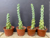 Myrtillocactus Geometrizans Fukurokuryuzinboku, organically grown succulent plants and cactus for sale at TOMs FLOWer CLUB.