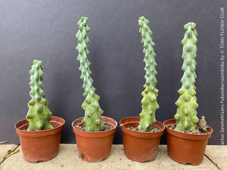Myrtillocactus Geometrizans Fukurokuryuzinboku, organically grown succulent plants and cactus for sale at TOMs FLOWer CLUB.