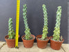Myrtillocactus Geometrizans Fukurokuryuzinboku, organically grown succulent plants and cactus for sale at TOMs FLOWer CLUB.