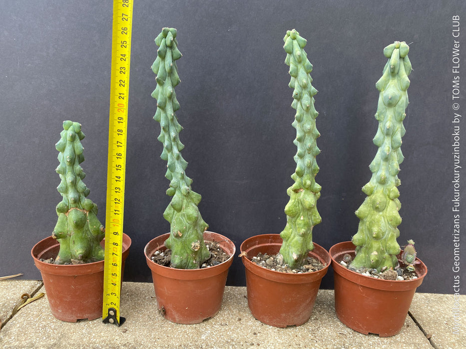 Myrtillocactus Geometrizans Fukurokuryuzinboku, organically grown succulent plants and cactus for sale at TOMs FLOWer CLUB.