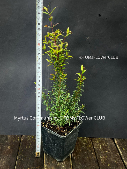 Myrtus Communis Tarentensis, Myrtus communis, the common myrtle, true myrtle, Myrte, Brautmyrte, Duftende Myrte, Gemeine Myrte, african plants, TOMs FLOWer CLUB, organically grown,