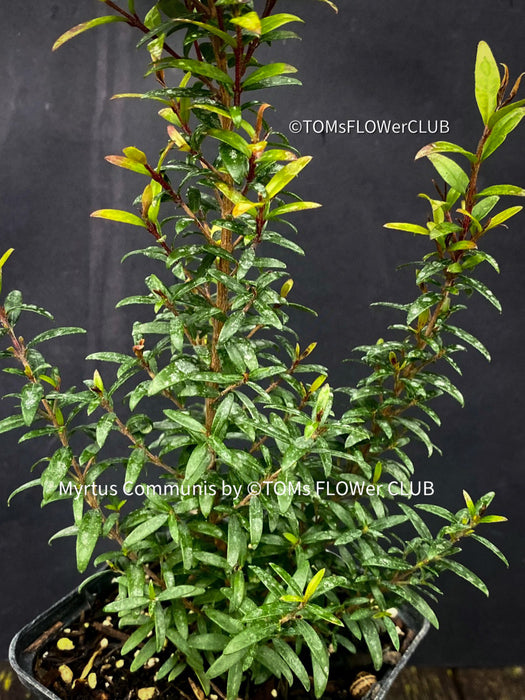 Myrtus Communis Tarentensis, Myrtus communis, the common myrtle, true myrtle, Myrte, Brautmyrte, Duftende Myrte, Gemeine Myrte, african plants, TOMs FLOWer CLUB, organically grown,