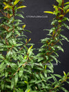 Myrtus Communis Tarentensis, Myrtus communis, the common myrtle, true myrtle, Myrte, Brautmyrte, Duftende Myrte, Gemeine Myrte, african plants, TOMs FLOWer CLUB, organically grown,