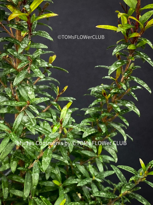 Myrtus Communis Tarentensis, Myrtus communis, the common myrtle, true myrtle, Myrte, Brautmyrte, Duftende Myrte, Gemeine Myrte, african plants, TOMs FLOWer CLUB, organically grown,