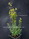 Myrtus Communis Tarentensis, Myrtus communis, the common myrtle, true myrtle, Myrte, Brautmyrte, Duftende Myrte, Gemeine Myrte, african plants, TOMs FLOWer CLUB, organically grown,