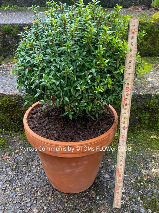 Myrtus Communis Tarentensis, Myrtus communis, the common myrtle, true myrtle, Myrte, Brautmyrte, Duftende Myrte, Gemeine Myrte, african plants, TOMs FLOWer CLUB, organically grown,