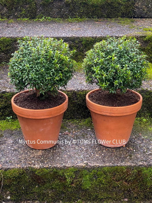 Myrtus Communis Tarentensis, Myrtus communis, the common myrtle, true myrtle, Myrte, Brautmyrte, Duftende Myrte, Gemeine Myrte, african plants, TOMs FLOWer CLUB, organically grown,