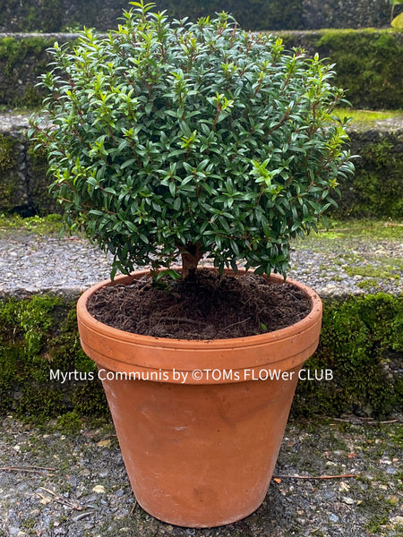 Myrtus Communis Tarentensis, Myrtus communis, the common myrtle, true myrtle, Myrte, Brautmyrte, Duftende Myrte, Gemeine Myrte, african plants, TOMs FLOWer CLUB, organically grown,