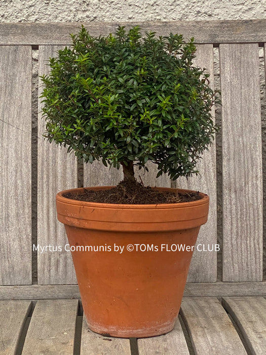 Myrtus Communis Tarentensis, Myrtus communis, the common myrtle, true myrtle, Myrte, Brautmyrte, Duftende Myrte, Gemeine Myrte, african plants, TOMs FLOWer CLUB, organically grown,