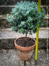 Myrtus Communis Tarentensis, Myrtus communis, the common myrtle, true myrtle, Myrte, Brautmyrte, Duftende Myrte, Gemeine Myrte, african plants, TOMs FLOWer CLUB, organically grown