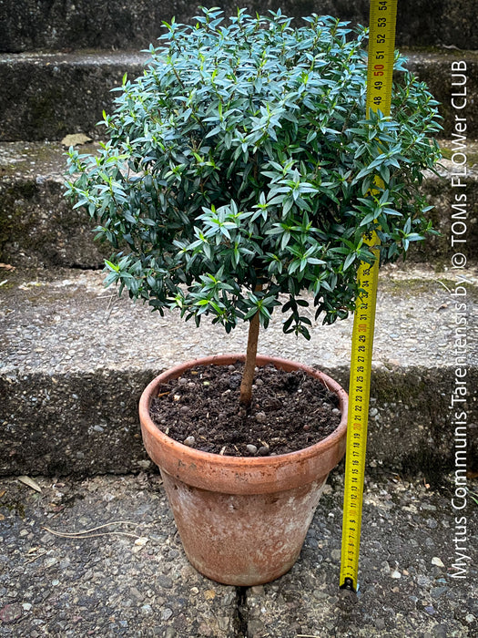 Myrtus Communis Tarentensis, Myrtus communis, the common myrtle, true myrtle, Myrte, Brautmyrte, Duftende Myrte, Gemeine Myrte, african plants, TOMs FLOWer CLUB, organically grown