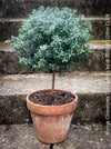 Myrtus Communis Tarentensis, Myrtus communis, the common myrtle, true myrtle, Myrte, Brautmyrte, Duftende Myrte, Gemeine Myrte, african plants, TOMs FLOWer CLUB, organically grown,