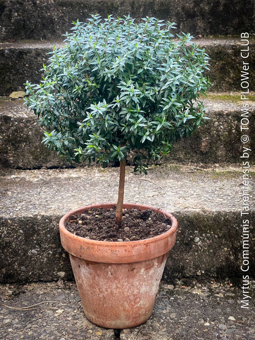 Myrtus Communis Tarentensis, Myrtus communis, the common myrtle, true myrtle, Myrte, Brautmyrte, Duftende Myrte, Gemeine Myrte, african plants, TOMs FLOWer CLUB, organically grown,