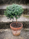 Myrtus Communis Tarentensis, Myrtus communis, the common myrtle, true myrtle, Myrte, Brautmyrte, Duftende Myrte, Gemeine Myrte, african plants, TOMs FLOWer CLUB, organically grown,