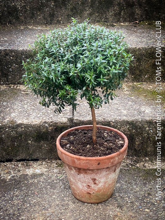 Myrtus Communis Tarentensis, Myrtus communis, the common myrtle, true myrtle, Myrte, Brautmyrte, Duftende Myrte, Gemeine Myrte, african plants, TOMs FLOWer CLUB, organically grown,