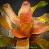 Neoregelia Cosmos plant with sparkling dotted leaves for sale at TOMs FLOWer CLUB.