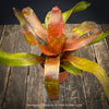 Neoregelia Cosmos plant with sparkling dotted leaves for sale at TOMs FLOWer CLUB.